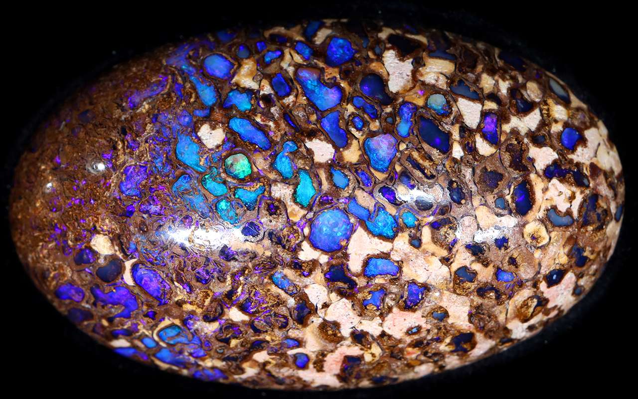PRESS RELEASE: Opal Collector Uncovers Remarkable History of Rare Opalised Dinosaur Vertebrae
