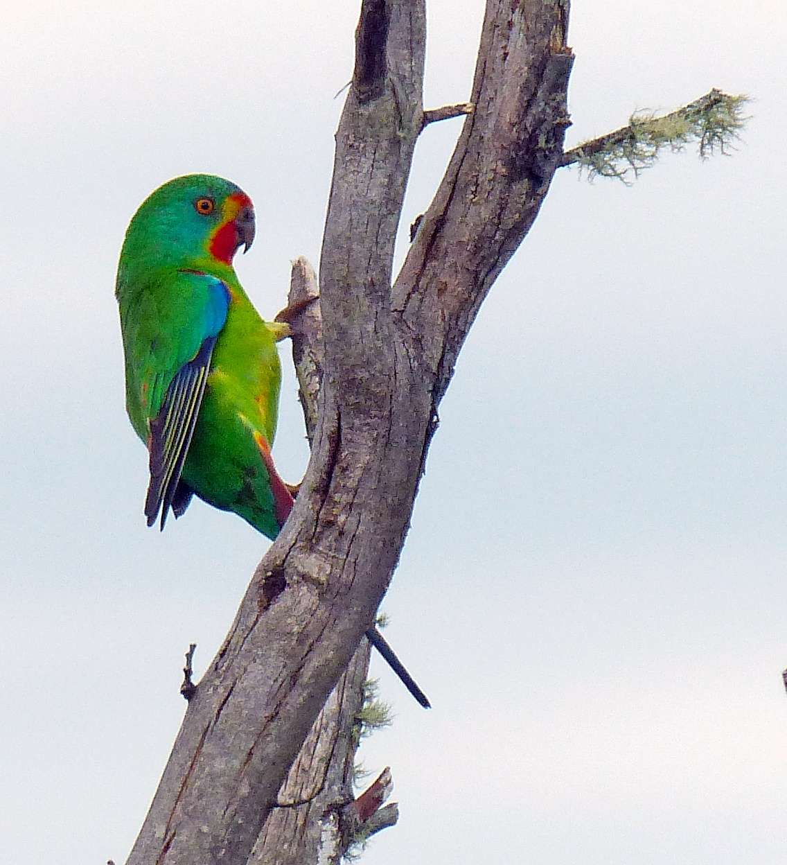 PRESS RELEASE: Predation, Not Habitat Loss, Is Primary Driver of Swift Parrot Decline