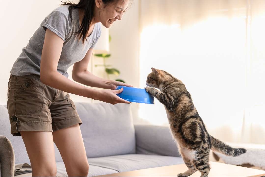 PRESS RELEASE: Is your cat’s bad breath trying to tell you something?